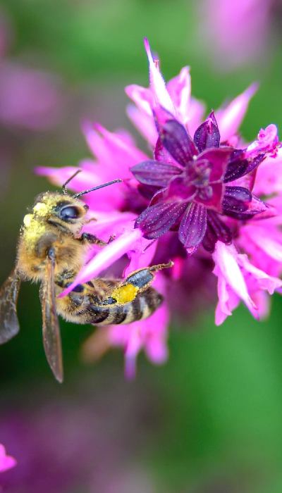 Bee on flower