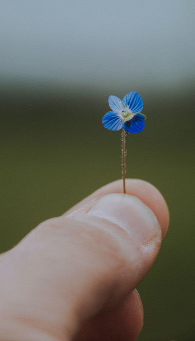 Little creeping speedwell