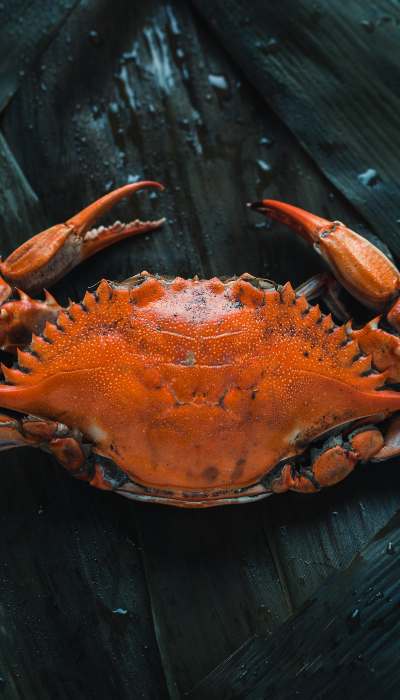 Orange crab